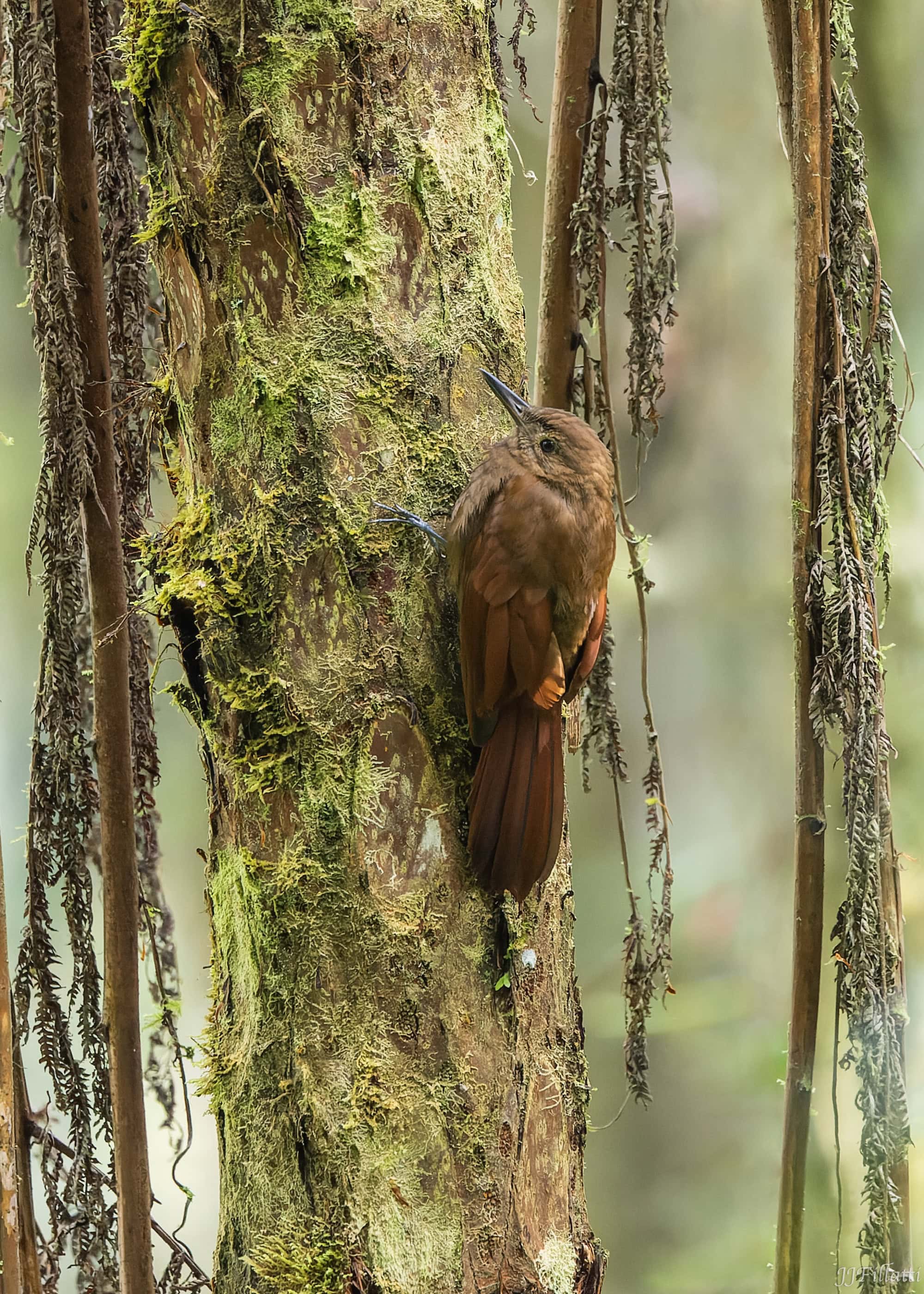 bird of colombia image 13